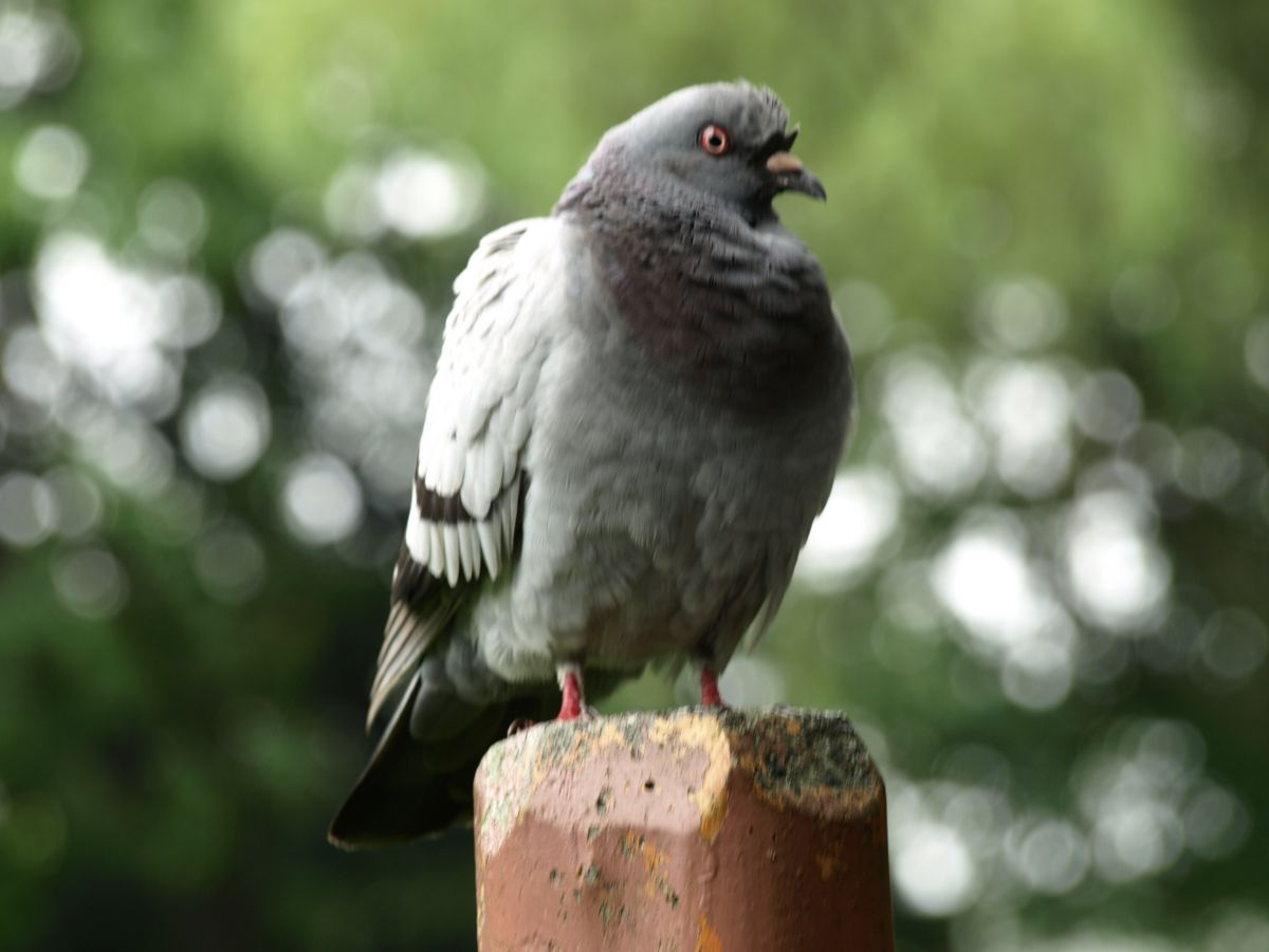 鳩の鋭い目 Ganref