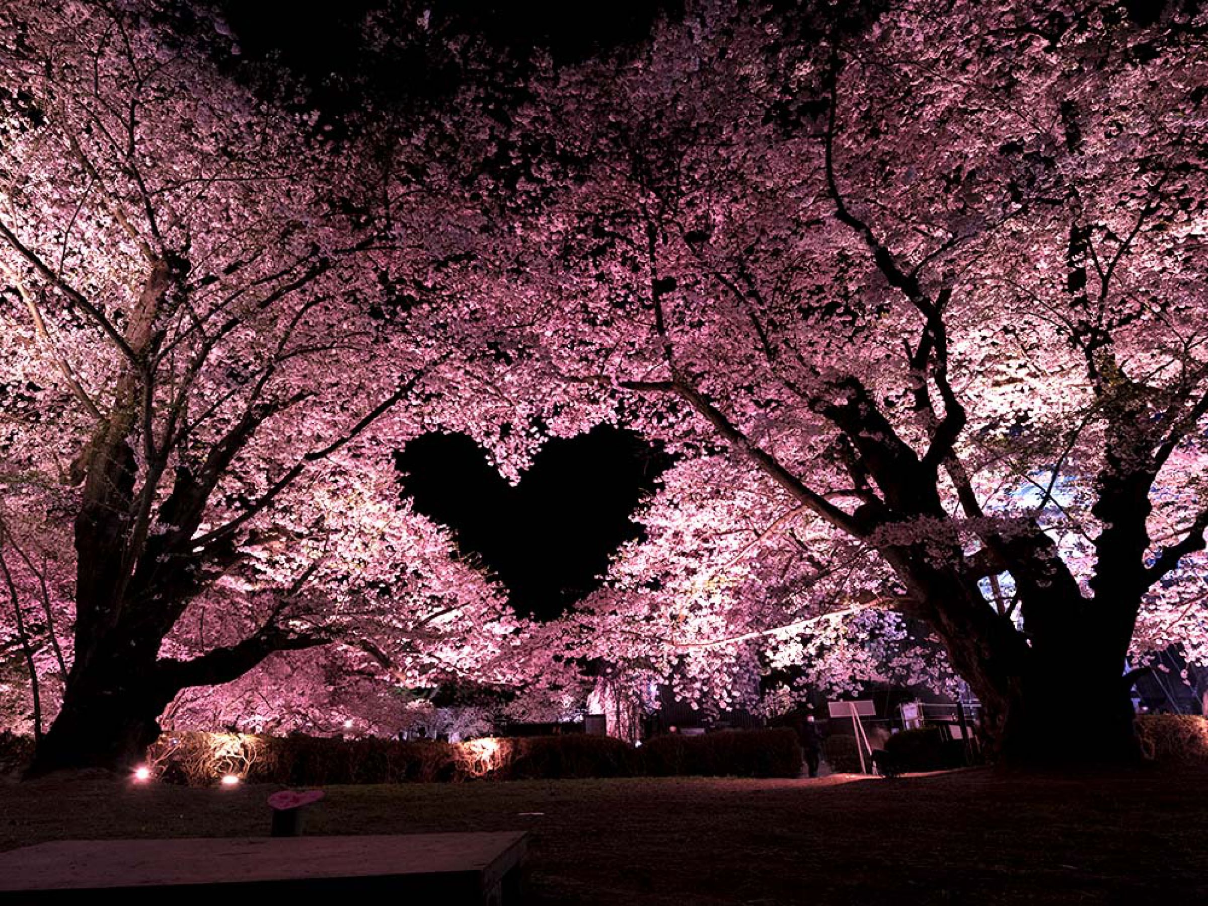 桜ハート | GANREF