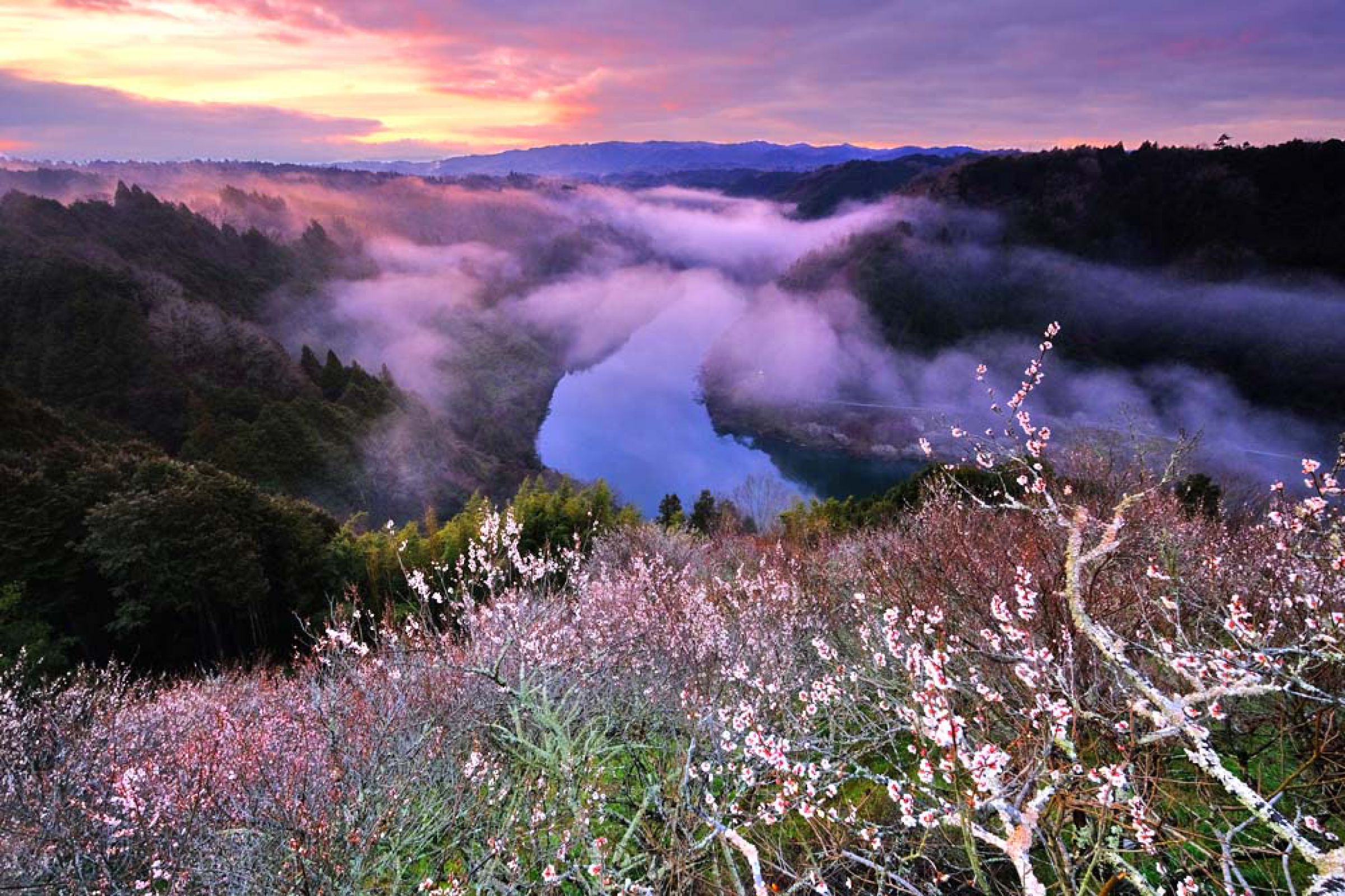 月ヶ瀬梅林の夜明け | GANREF