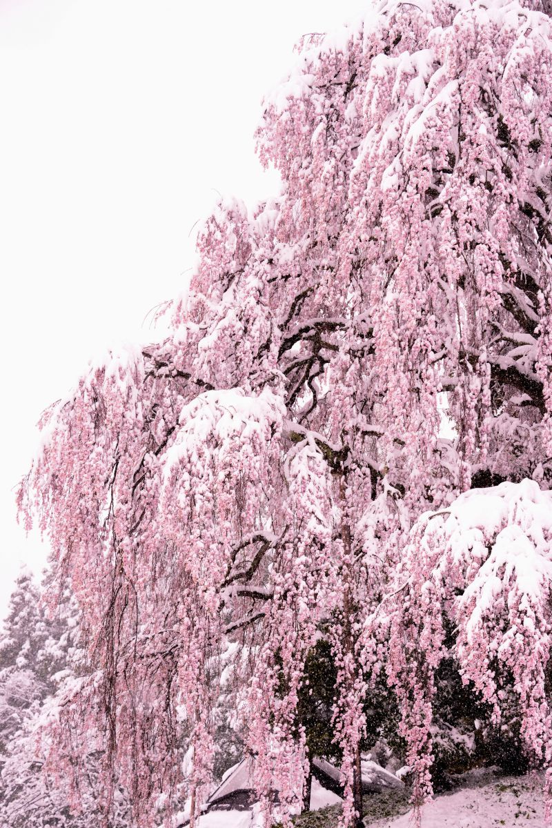 雪と桜 植物 桜 Ganref 雪と桜 植物 桜 Ganref