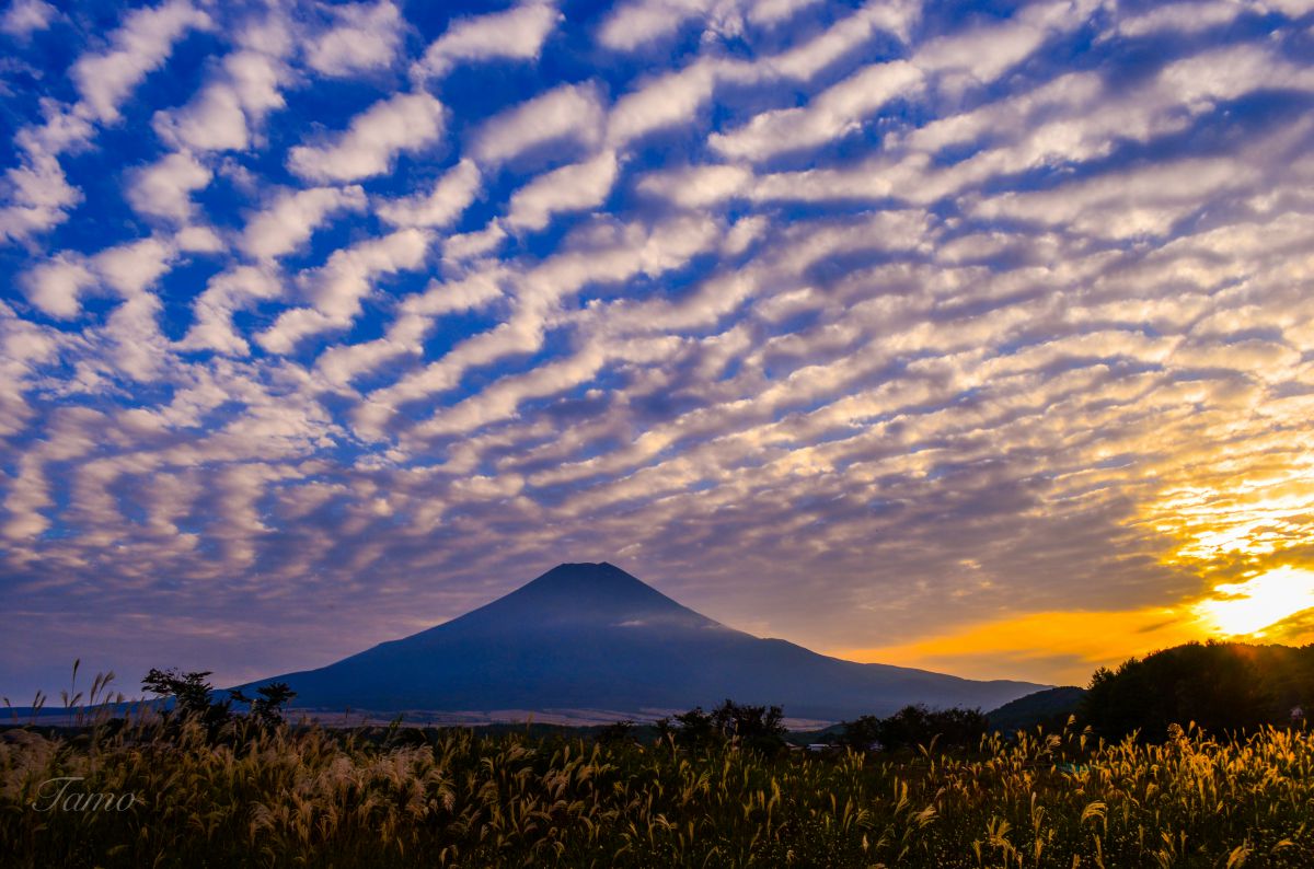 千景 セット1 千鳥ヶ淵 夜桜撮影 | GANREF
