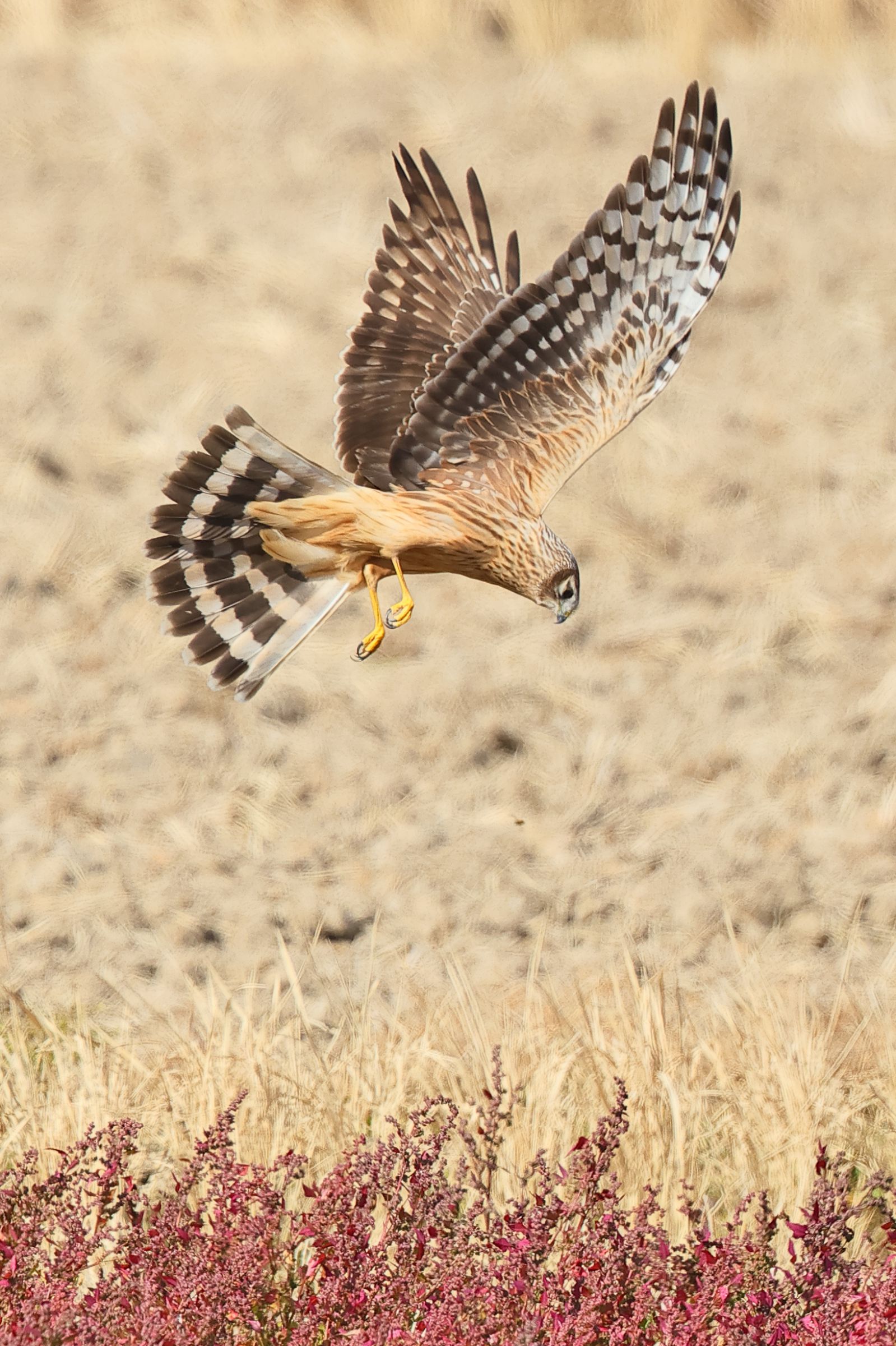 かなりん様＊確認画像 Oracle Cloud の MFA リセット方法 | Peddals Blog