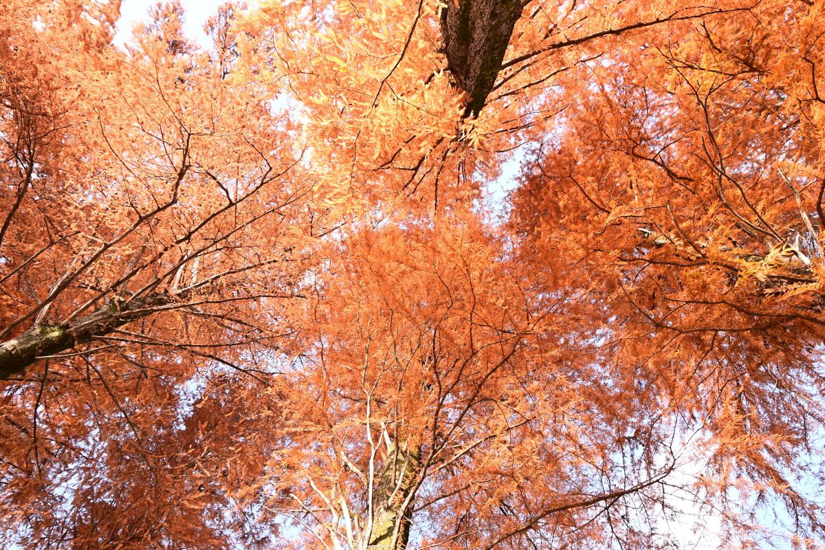 参考写真③ Z 30で撮影された写真 | 写真検索 | GANREF