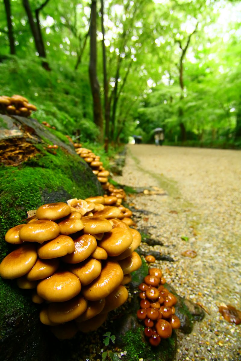 艶々 植物 キノコ Ganref