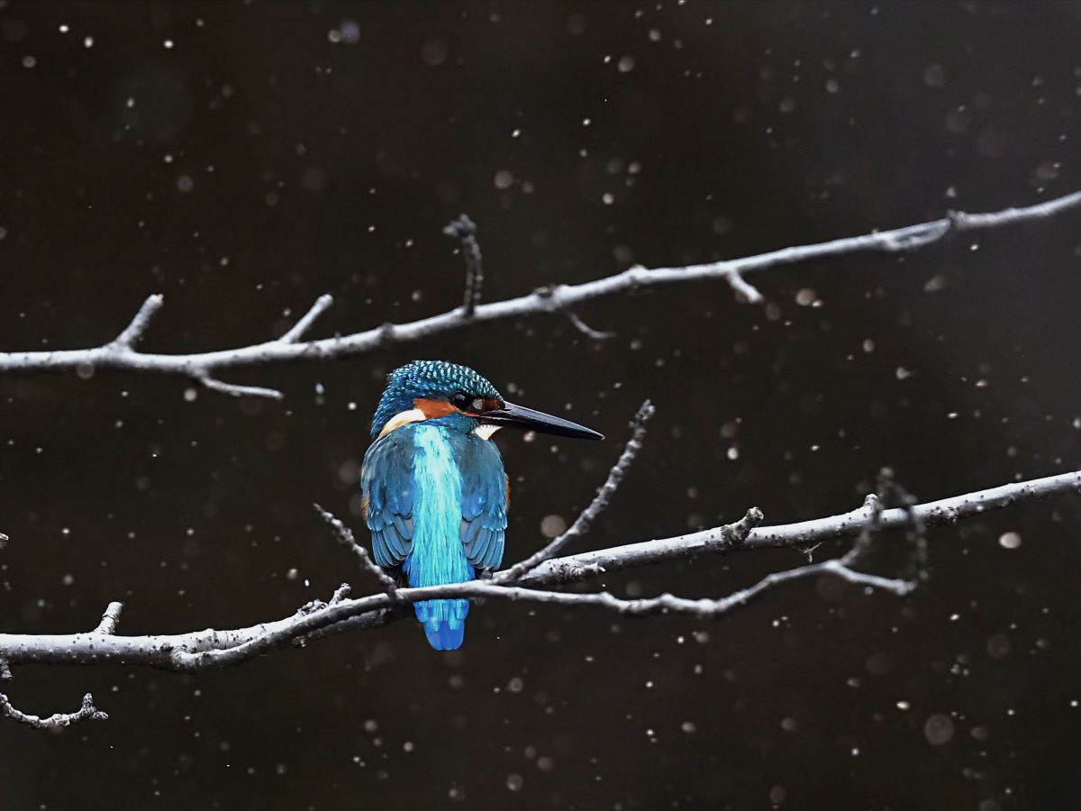 Snow ＆ Blue | GANREF