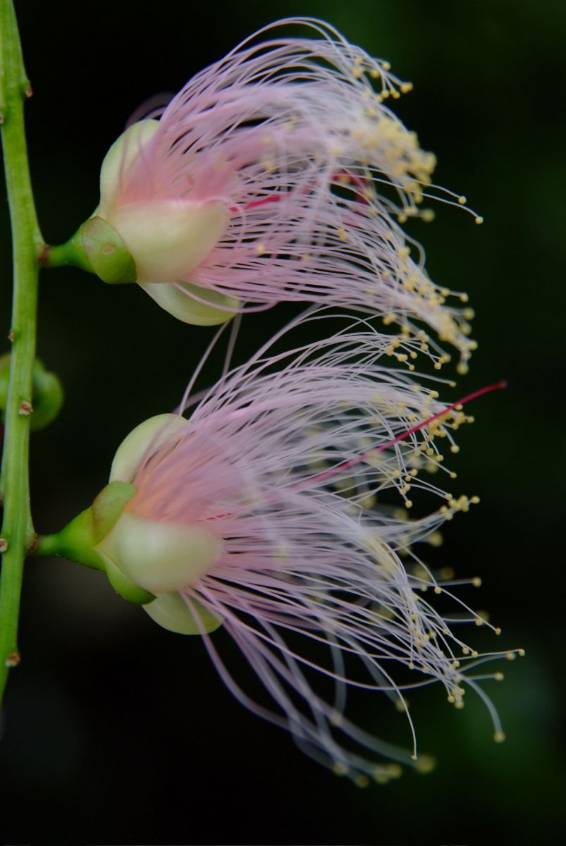 One Night 植物 花 花びら Ganref