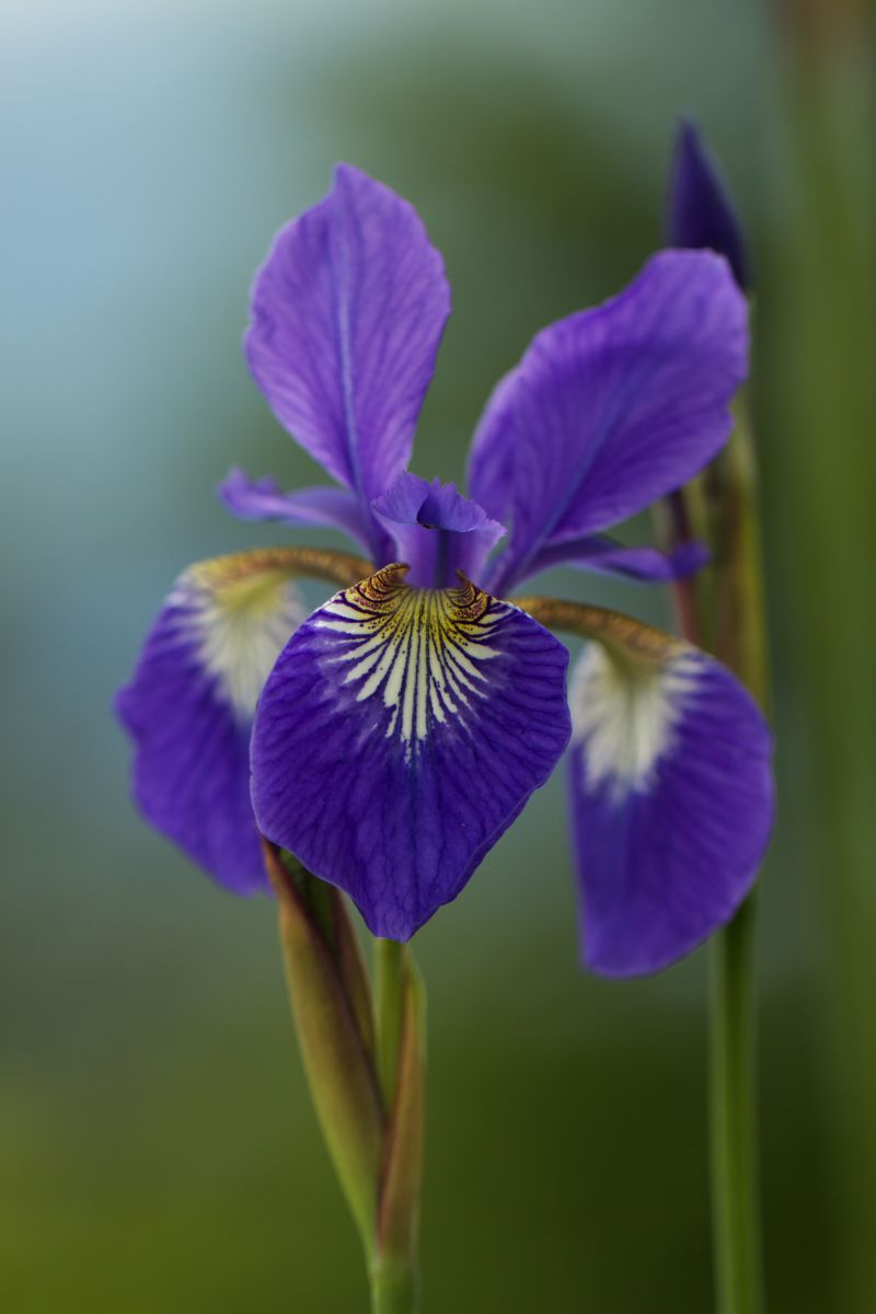 紫菖蒲美人 植物 花 花びら Ganref