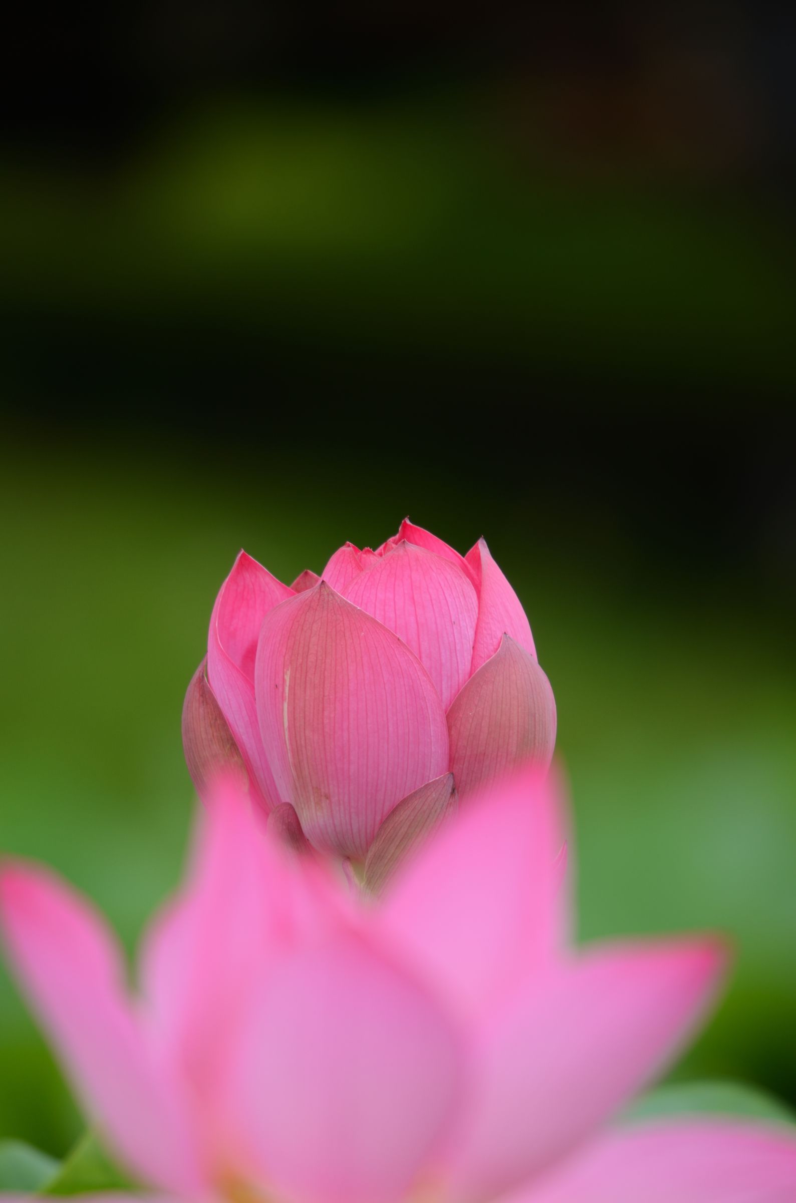 蓮の花の蕾 | GANREF