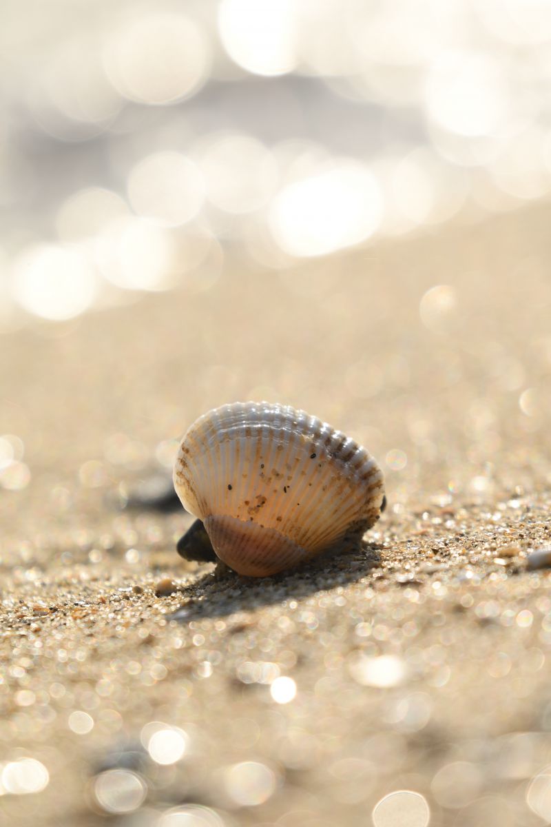 貝殻の音色 自然 風景 海 Ganref
