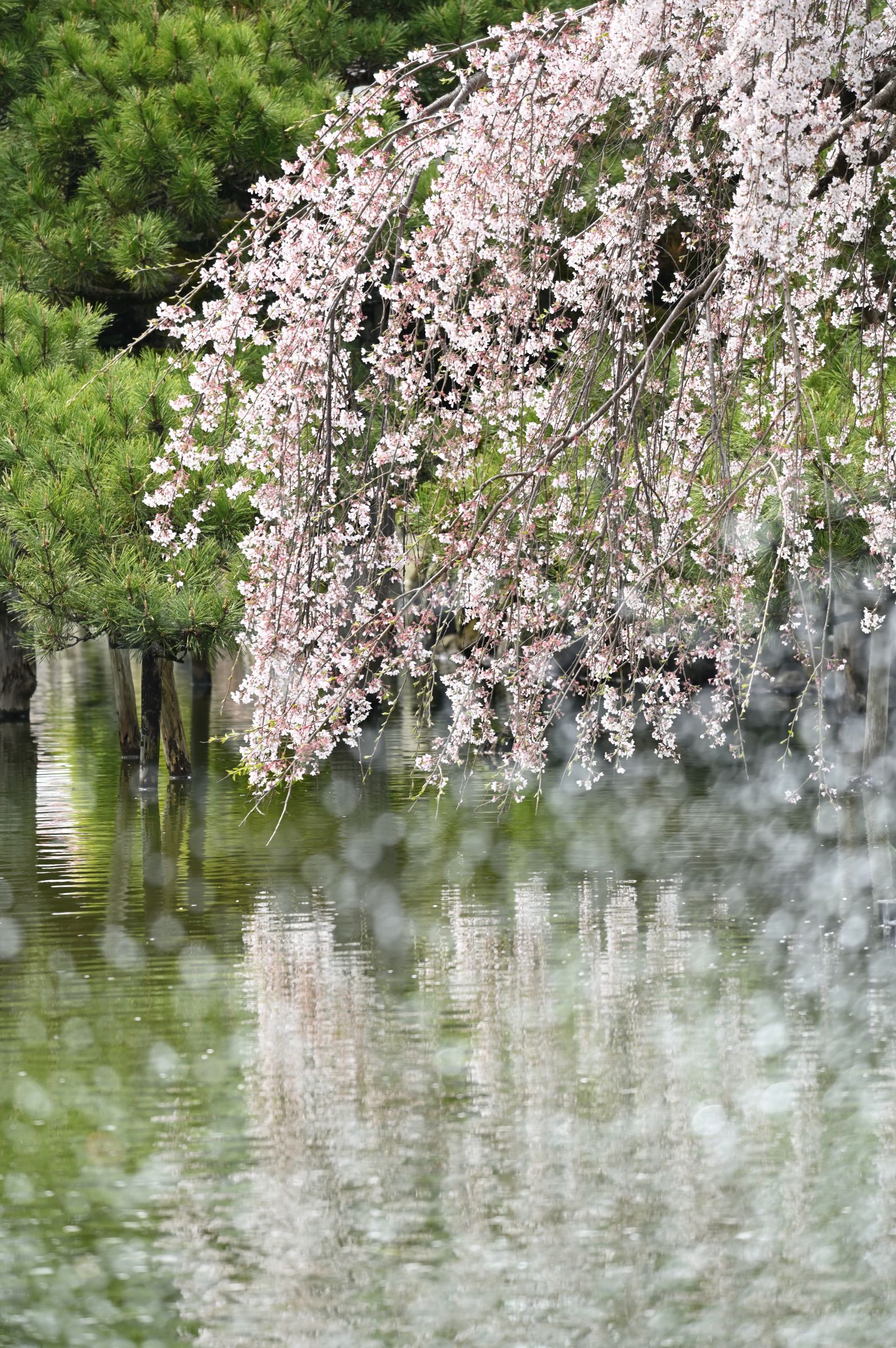 しだれの桜 | GANREF
