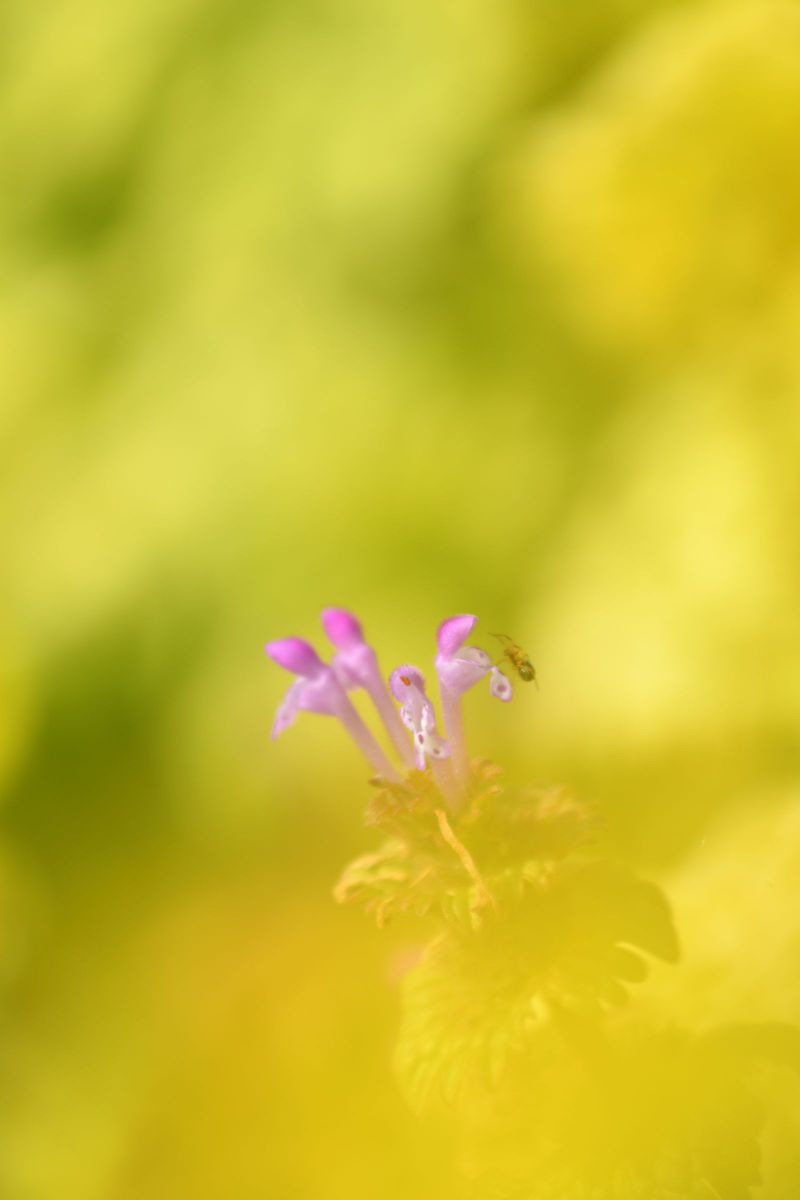 菜の花の色に包まれて 植物 花 花びら Ganref