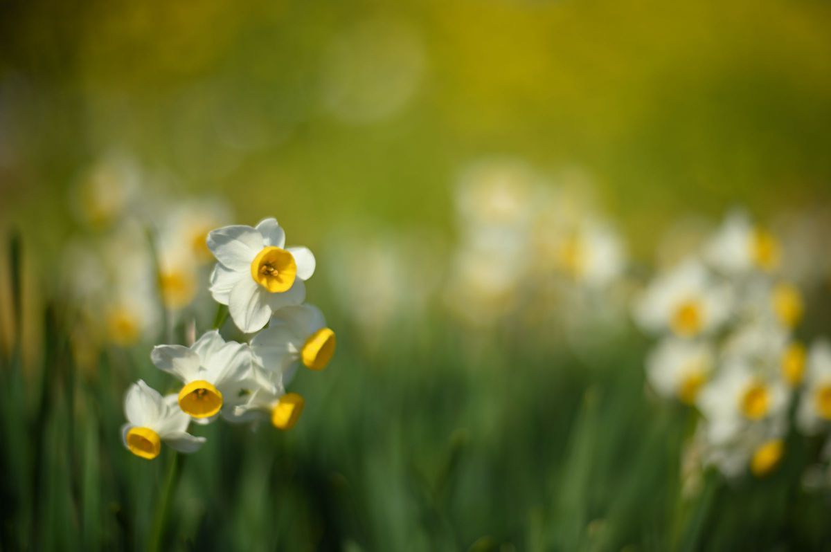 NOKTON 58mm F1.4 SLIINで撮影された写真 | 写真検索 | GANREF