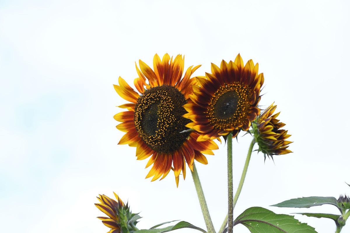 ウサハナ　日焼け　ひまわり　2003 MDAwMDAwMTgxMA_MC4xMzU5NjAwMCA