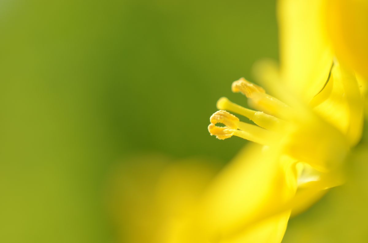 菜の花アンテナ 植物 花 花びら Ganref