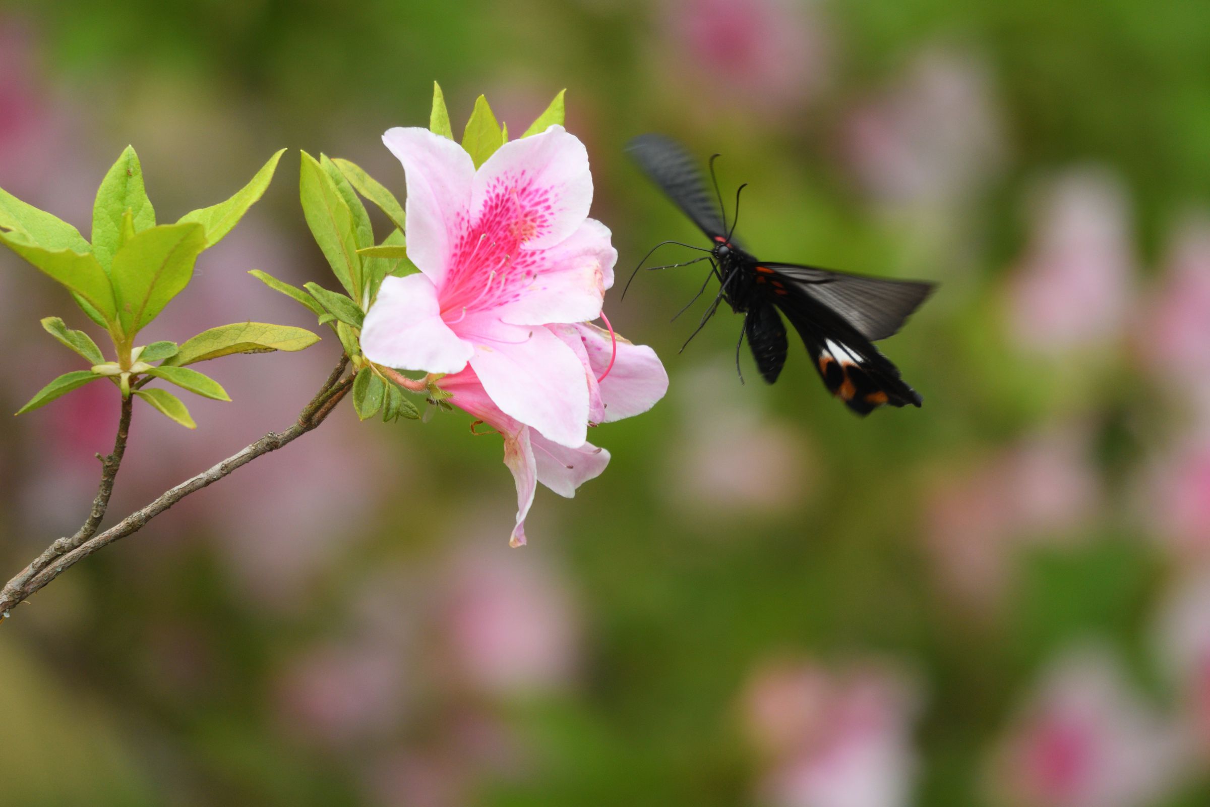 アゲハの羽ばたき | GANREF