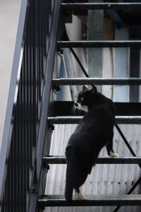 どらねこ どらねこ* | GANREF