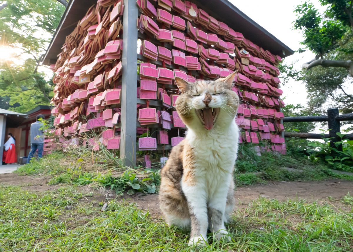 わしも縁を結びたいニャー 動物 猫 Ganref