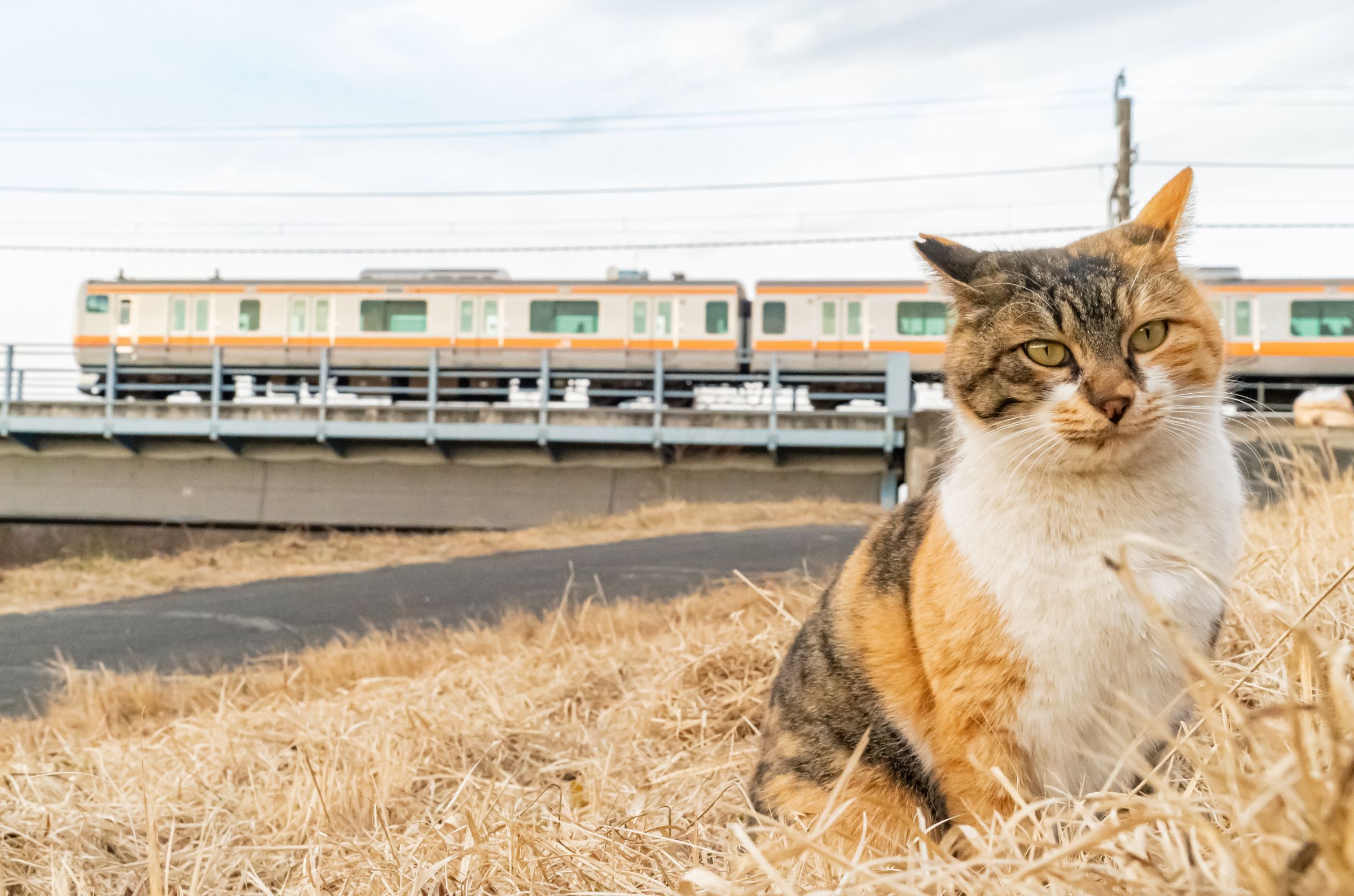 三毛猫ページ 51oPF75VeAL._UF350,350_QL80_.jpg