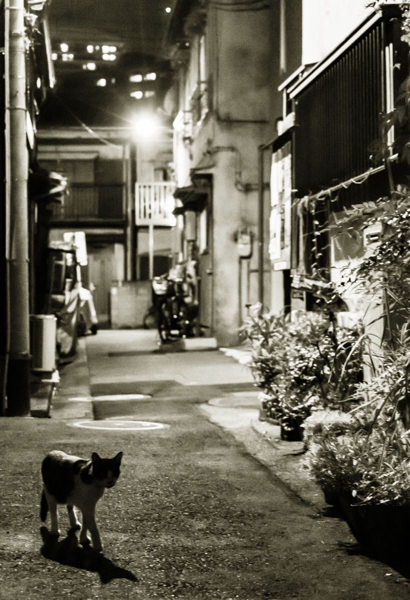 路地裏の使者 動物 猫 Ganref