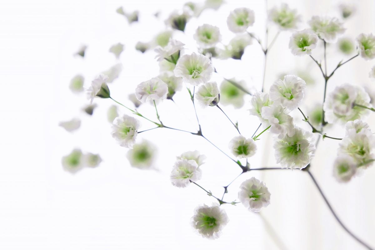 FE 28-70mm F3.5-5.6 OSSで撮影された写真 | 写真検索 | GANREF