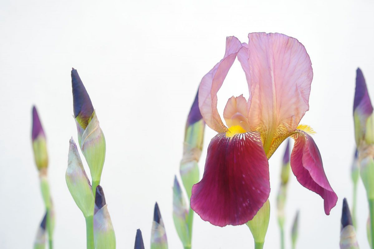 アイリスの花 日本画 Kazutoshi Sugiura, Iris No.163. 2008 Silk screen