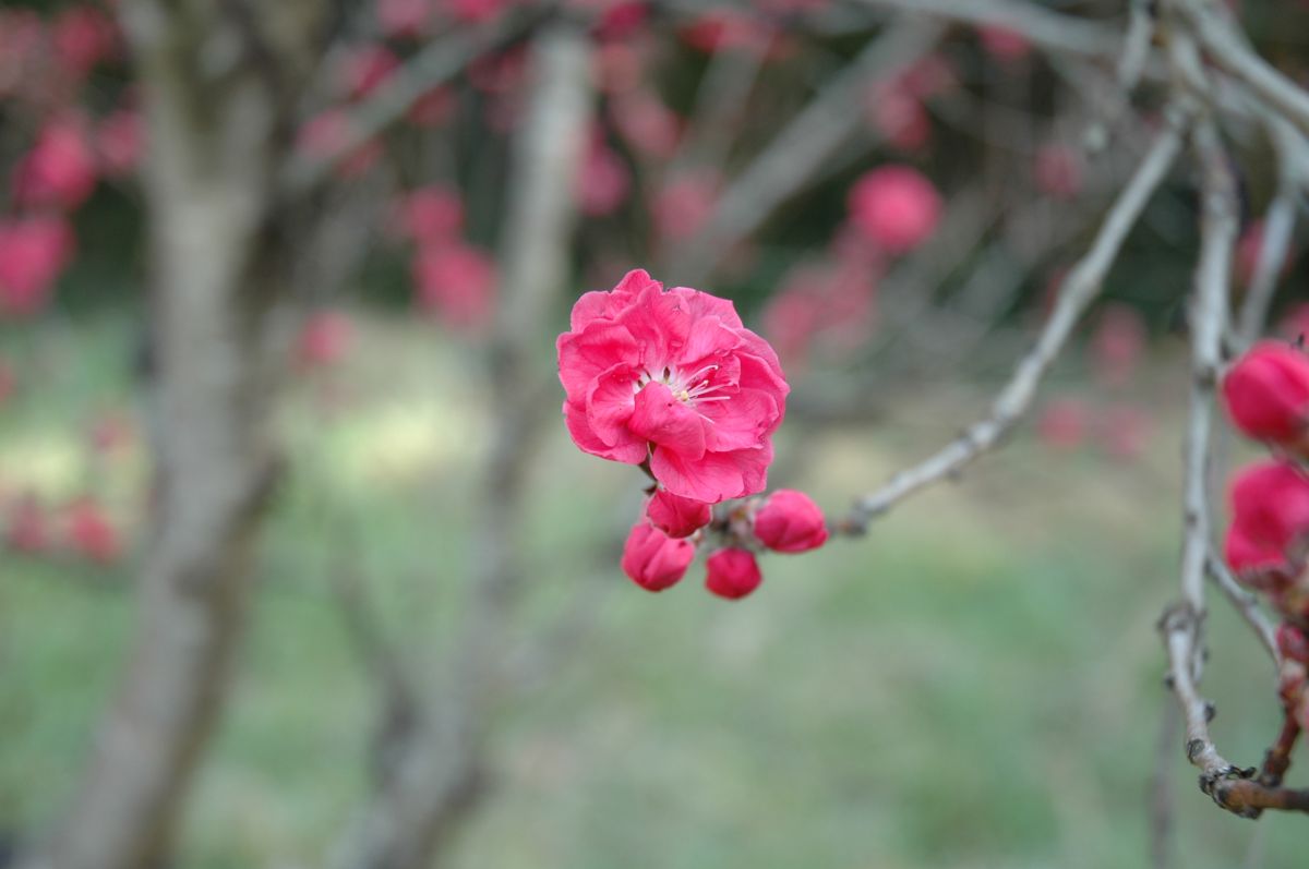なんていう名前やったけな これも 桜やったような 植物 樹木 Ganref