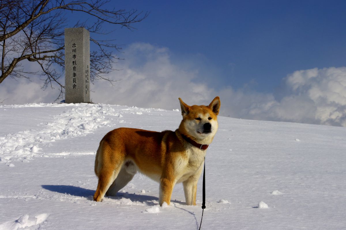 仁王立ち 動物 犬 Ganref 仁王立ち 動物 犬 Ganref