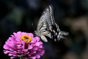 花と蝶 MDAwMDA2MTE3Ng_MC41MjIzNDQwMCA