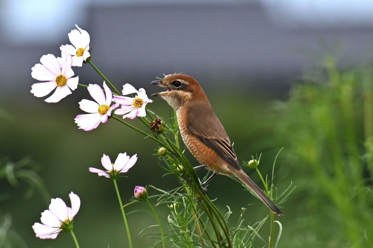 コスモスに鳥が来た！ | GANREF