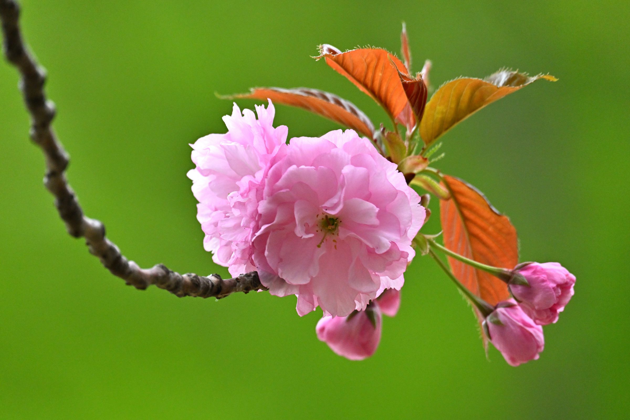桜 確認ページ 八重の桜 | GANREF