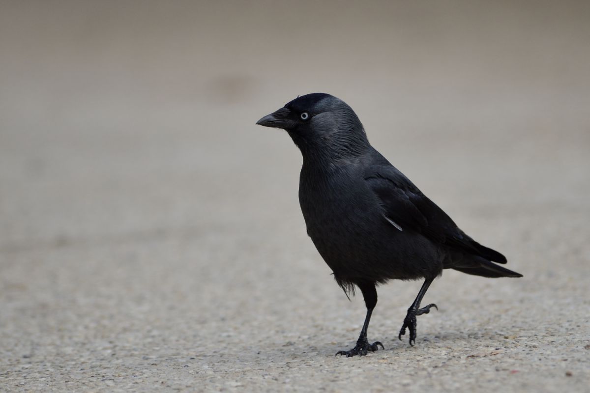 小さなカラス 動物 鳥類 Ganref 小さなカラス 動物 鳥類 Ganref