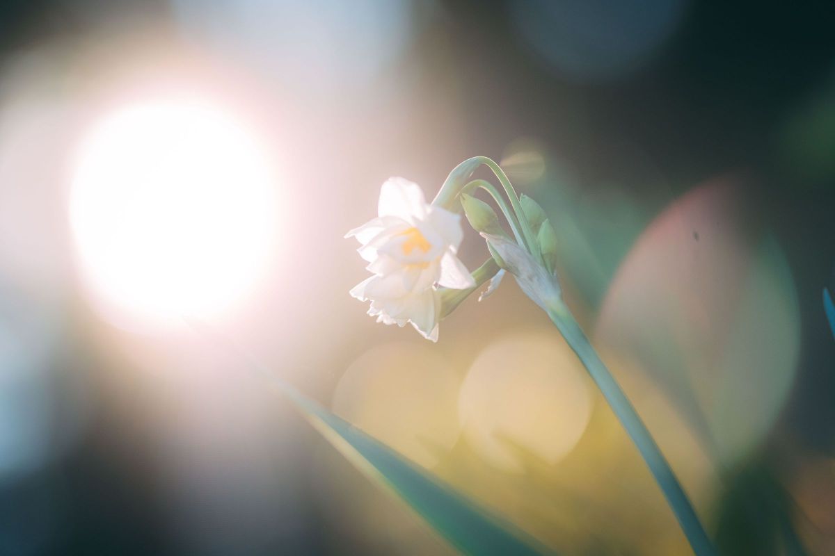 FUJIFILM X-H1で撮影された写真 | 写真検索 | GANREF