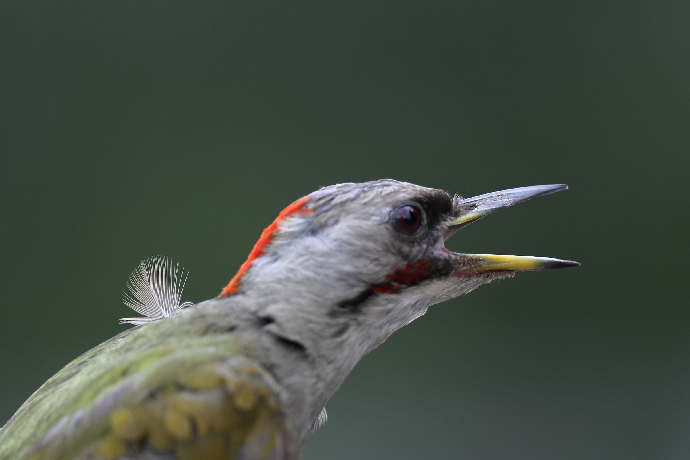 アオゲラの 一枚の羽根 | GANREF