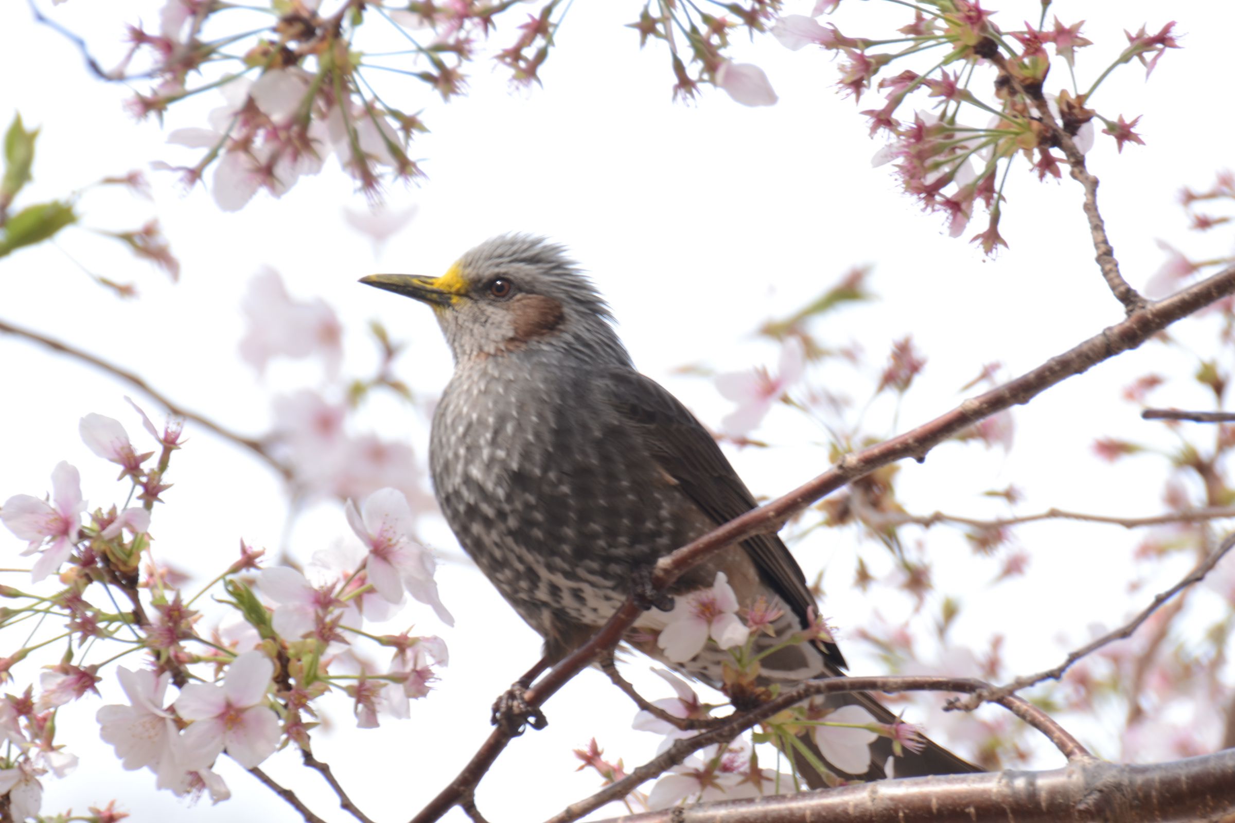 花と鳥 鳥と花 | GANREF