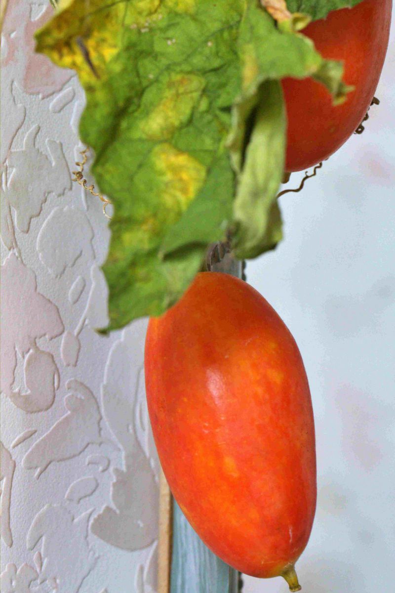 カラスウリです知り合いに分けてもらいました 植物 実 果実 Ganref