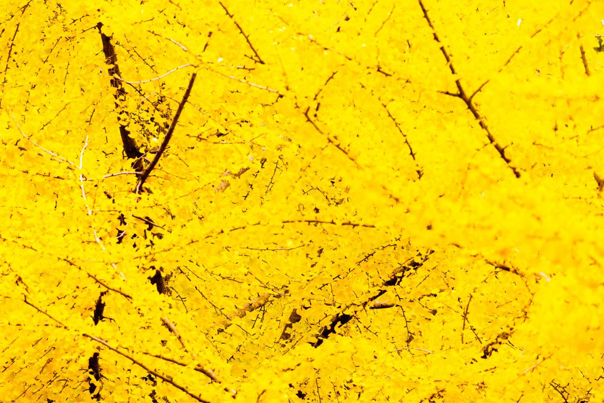 Yellow Yellow Yellow | GANREF