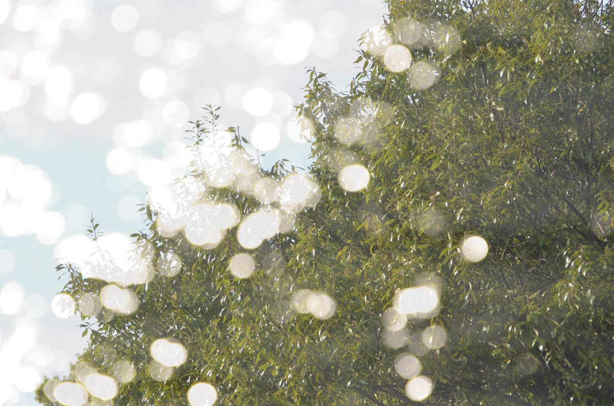 飛び去りゆく木の精霊たち 植物 樹木 Ganref