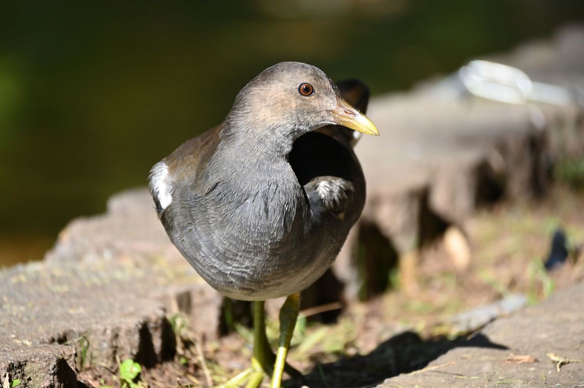 幼鳥 | GANREF