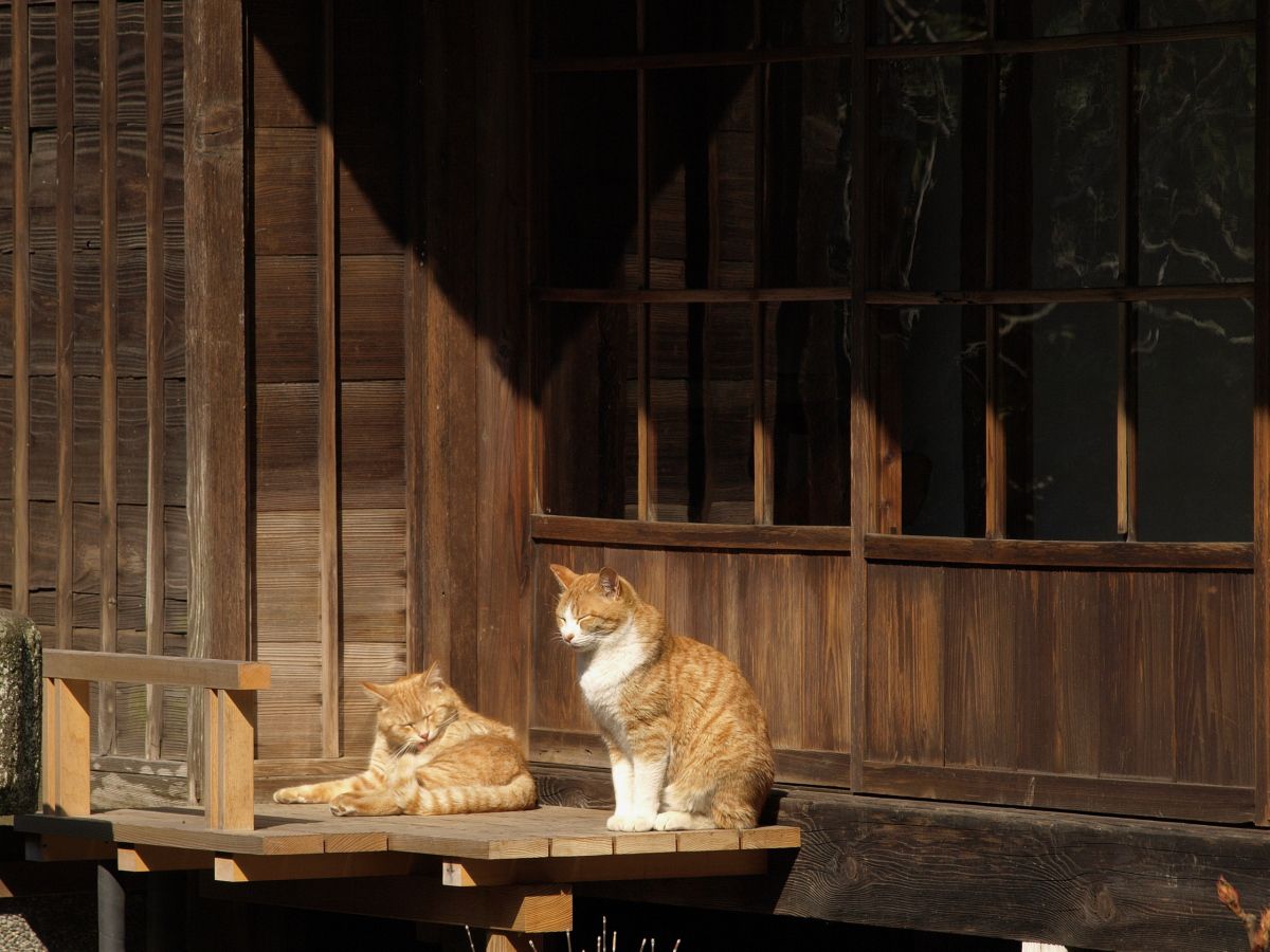 日向ぼっこ 動物 猫 Ganref
