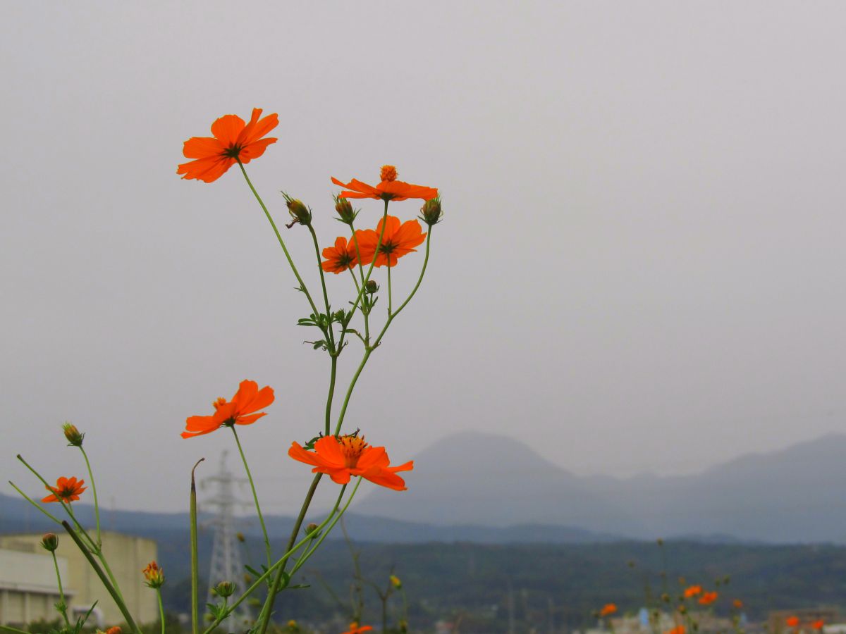 PowerShot SX130 ISで撮影された写真 | 写真検索 | GANREF