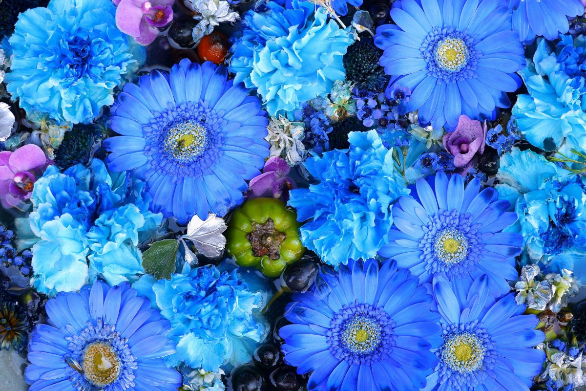 Blue | GANREF