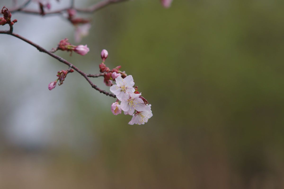 桜 咲く 植物 花 花びら Ganref