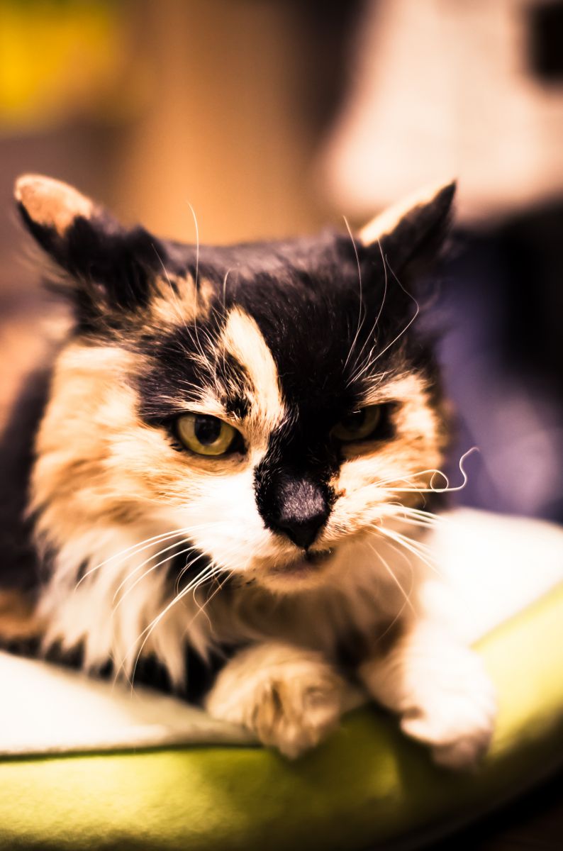 寝起きのハードボイルド 動物 猫 Ganref