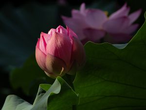 未敷蓮華（みふれんげ） | GANREF