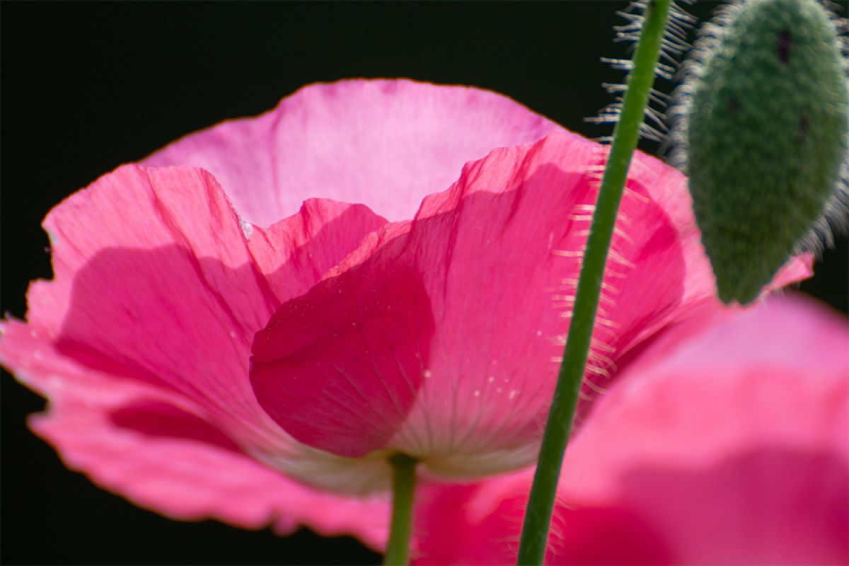 グロテスク GANREF