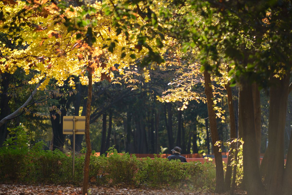 Nikkor AF 70-210mm f/4-5.6D D600 激安レンズでも戦える!シリーズ3