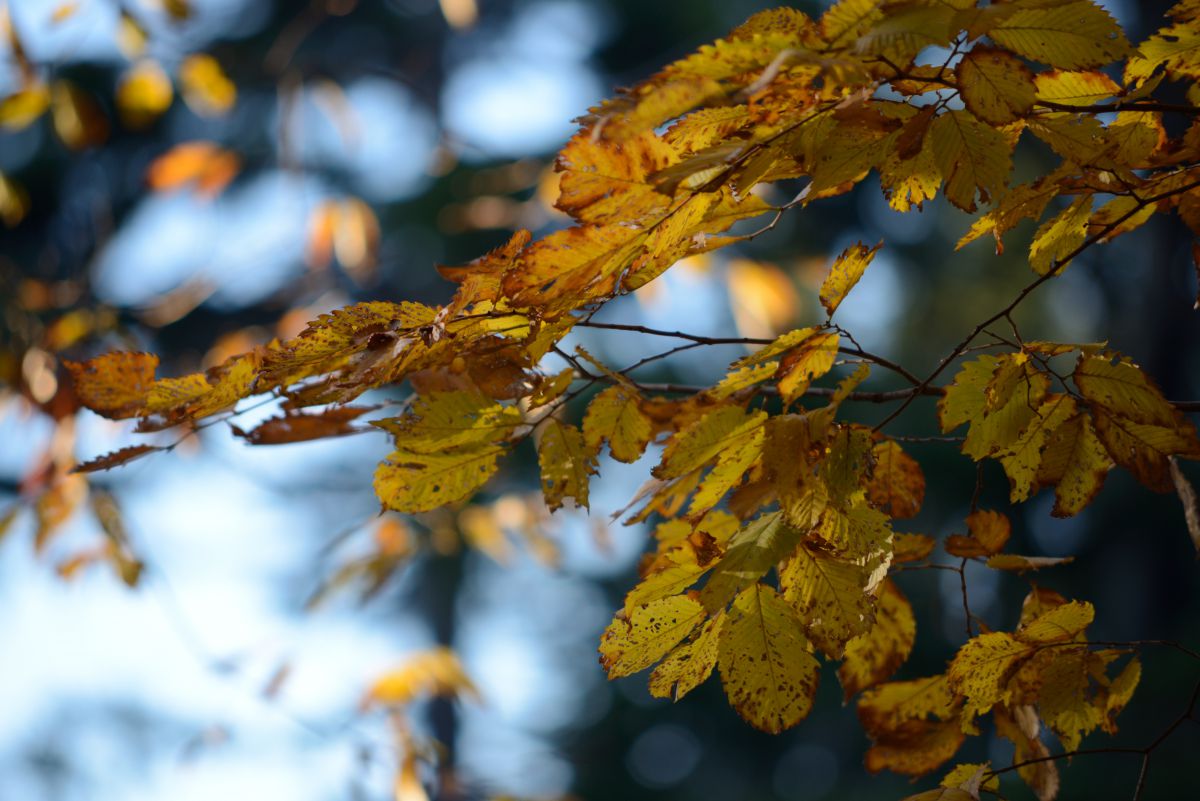 Nikkor AF 70-210mm f/4-5.6D D600 激安レンズでも戦える!シリーズ3