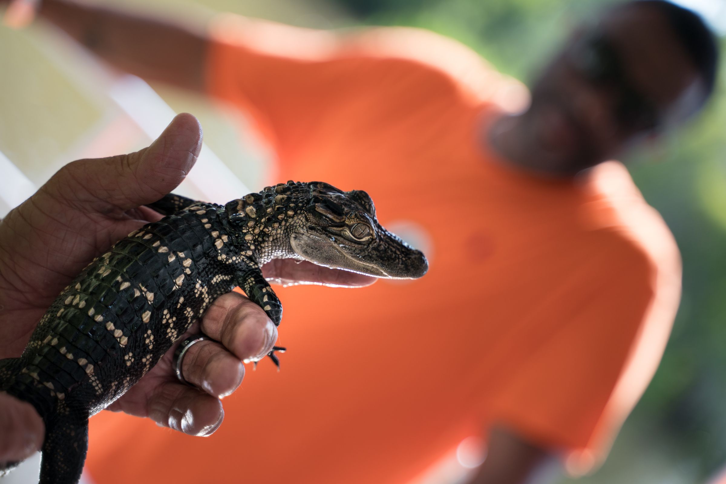 子ワニ♪ | GANREF