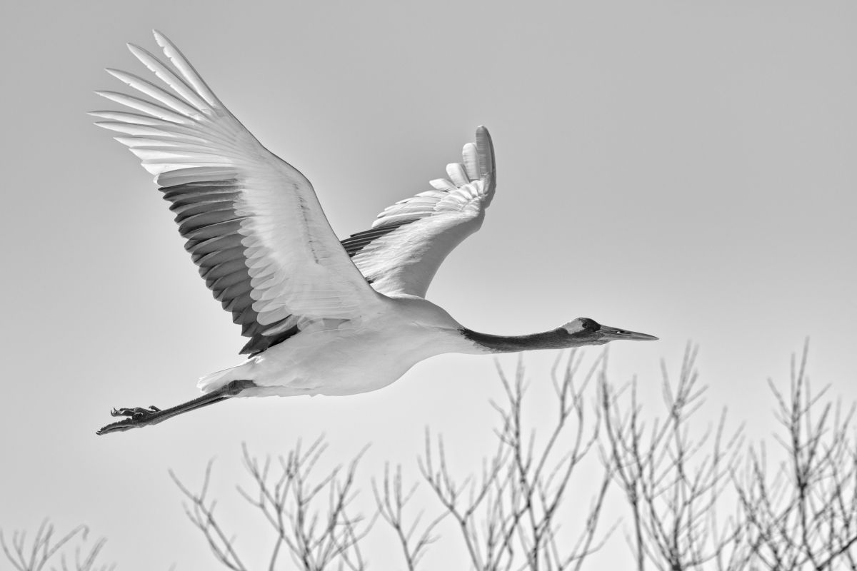 流線美 動物 鳥類 Ganref