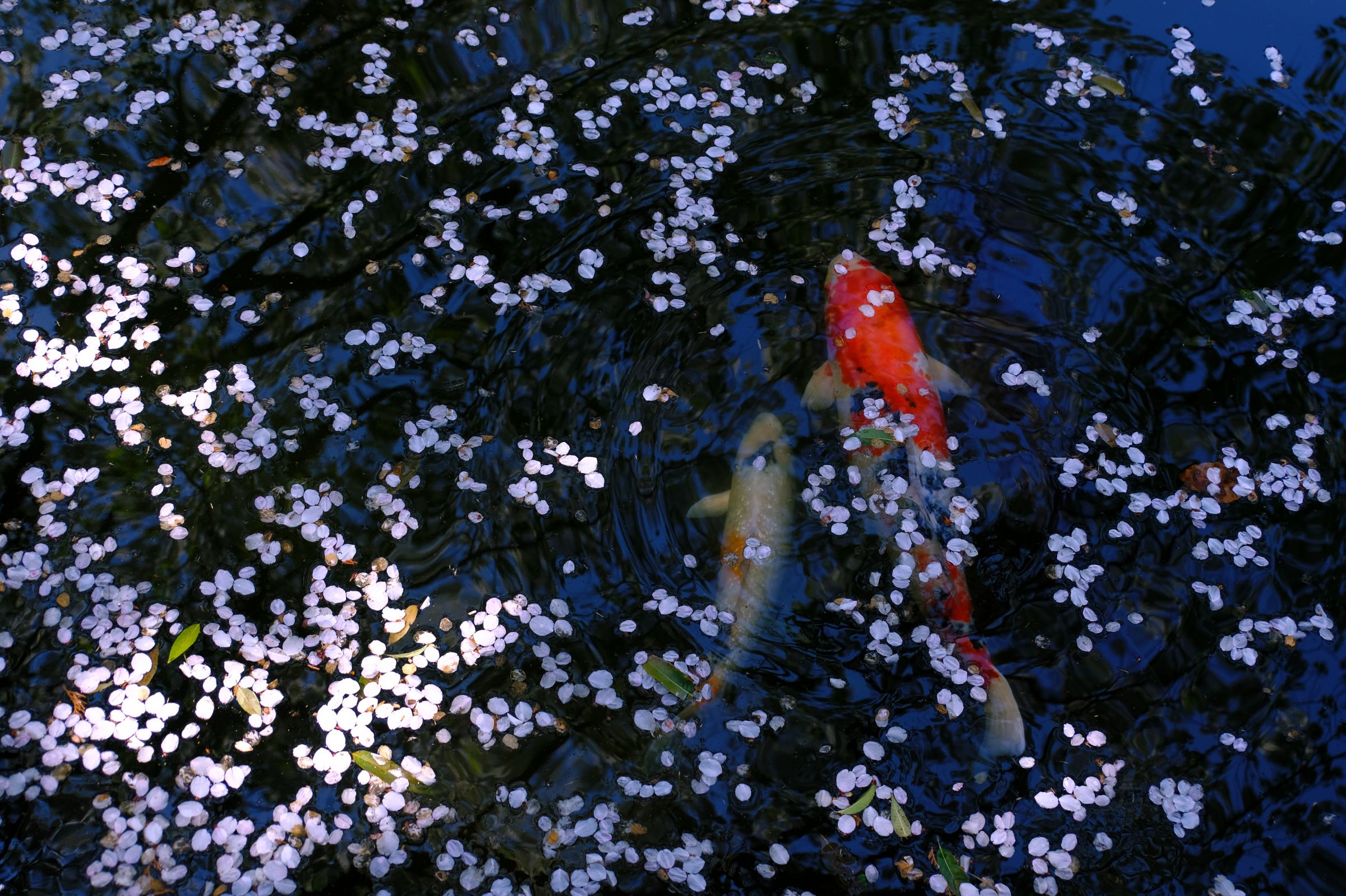 「山口県」絵画 額無し 「桜と鯉」 楽天市場】久芳道信『游鯉』日本画 P10（10号）【中古